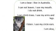 English powerpoint: Koala reading comprehension