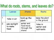 English powerpoint: Plants_part 2