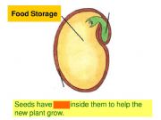 English powerpoint: Plants_part 3