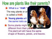 English powerpoint: Plants_part 4