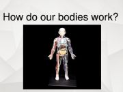 English powerpoint: how does the body work1