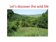 English powerpoint: let;s discover wild life