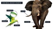 English powerpoint: ANIMAL BODY PARTS