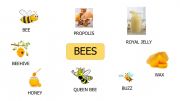 English powerpoint: Bees and Honey