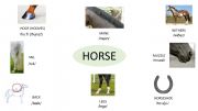 English powerpoint: Horse vocabulry