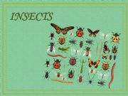 English powerpoint: Insects Quiz