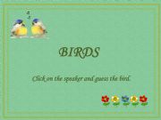 English powerpoint: Birds Quiz 1