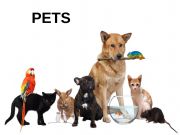 English powerpoint: PETS 