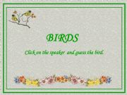 English powerpoint: Birds Quiz 3