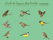 English powerpoint: Birds