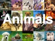 English powerpoint: animals, colours, numbers