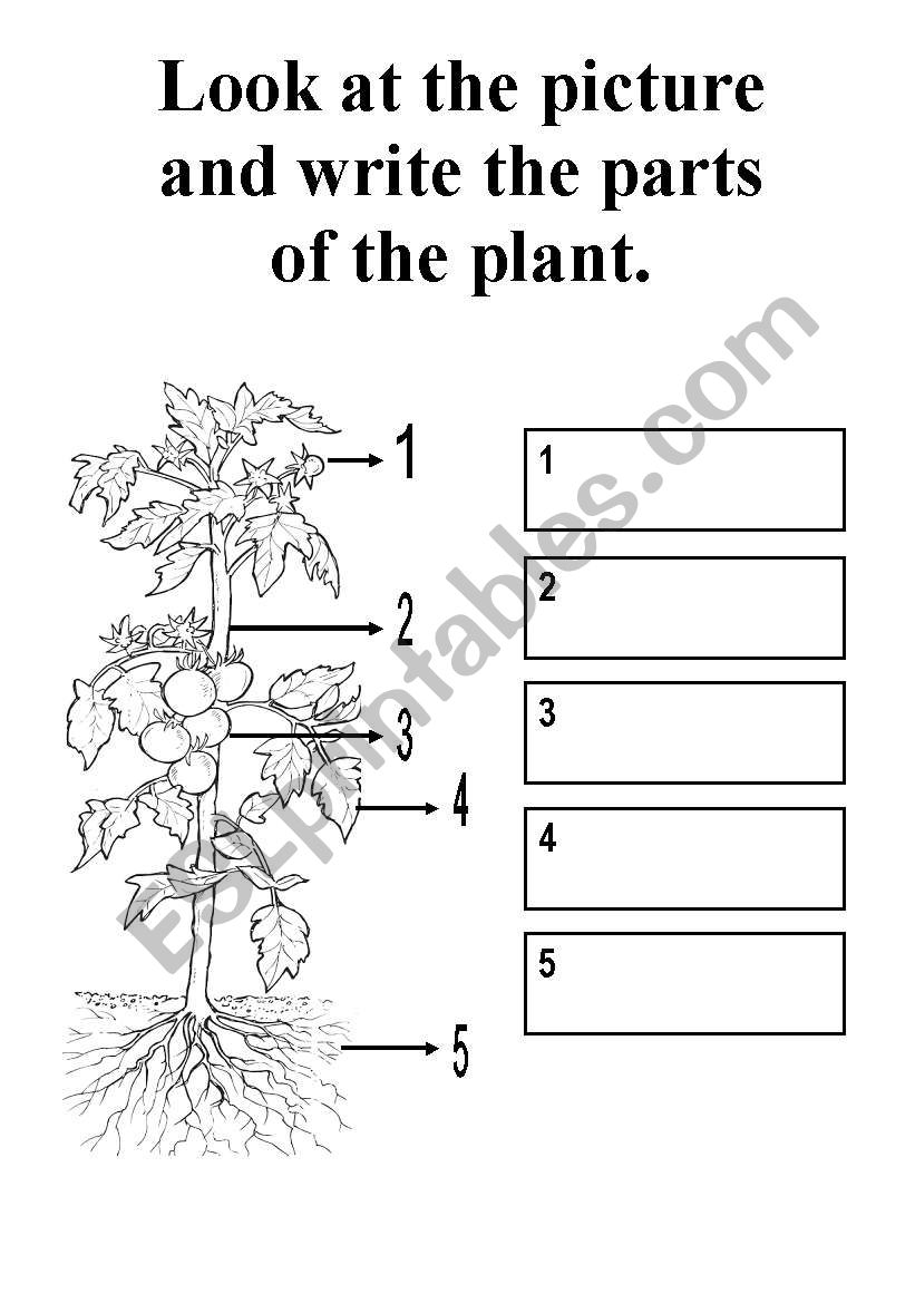 parts of a plant ESL worksheet by kerem