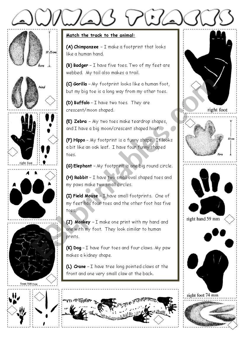 animal-tracks-esl-worksheet-by-ibod47