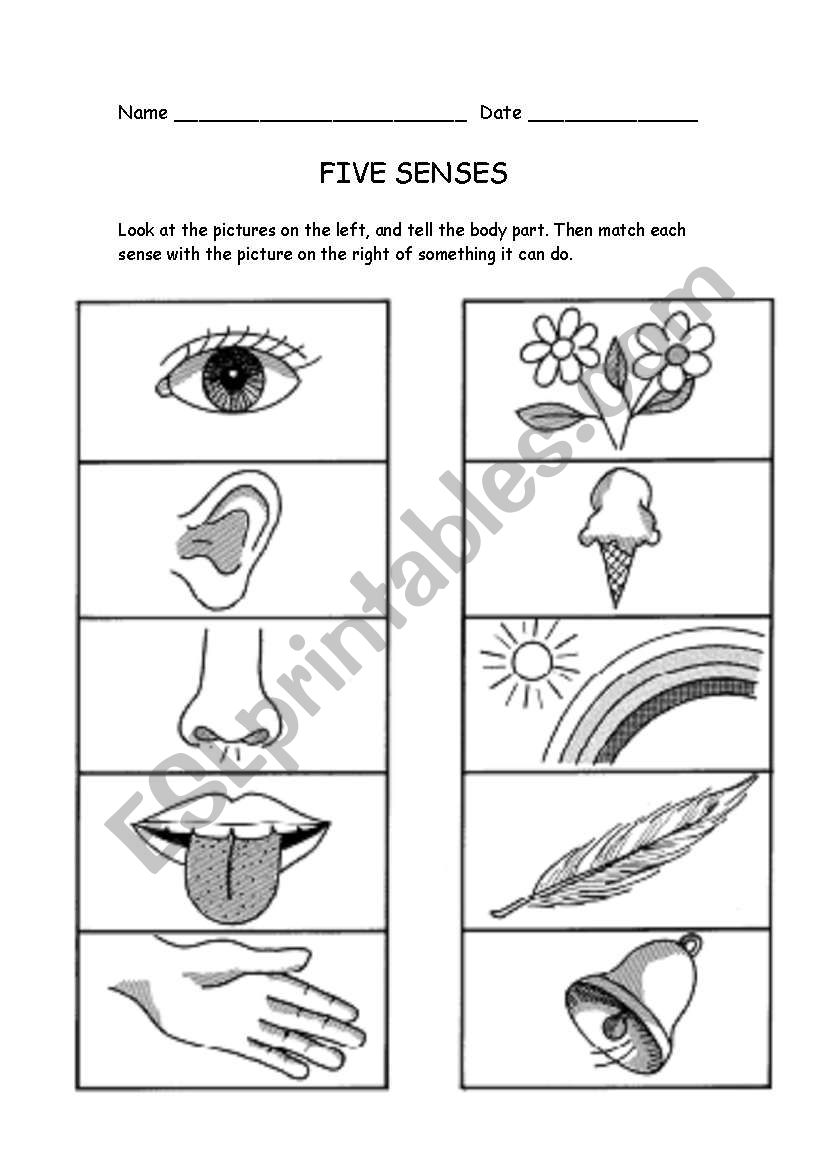 Five senses - ESL worksheet by Raponxi