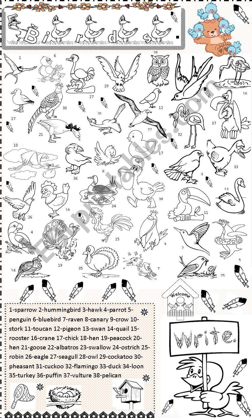 BIRDS - ESL worksheet by angelamoreyra