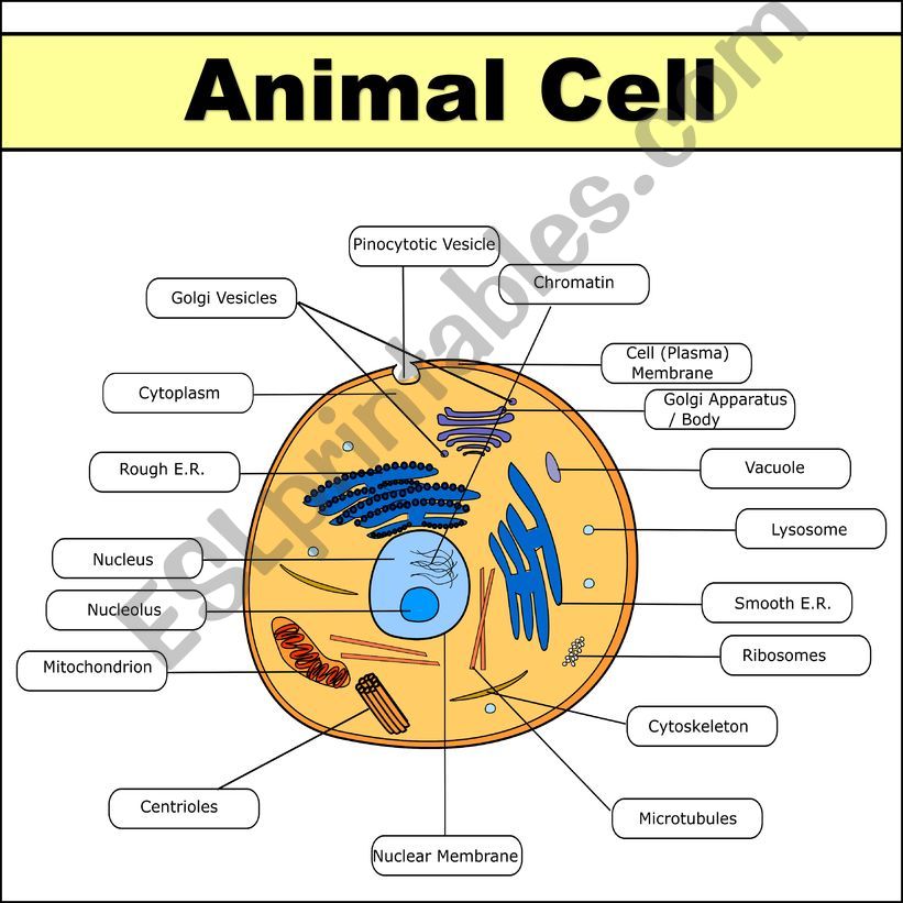 Plant And Animal Cell Powerpoint 7th Grade