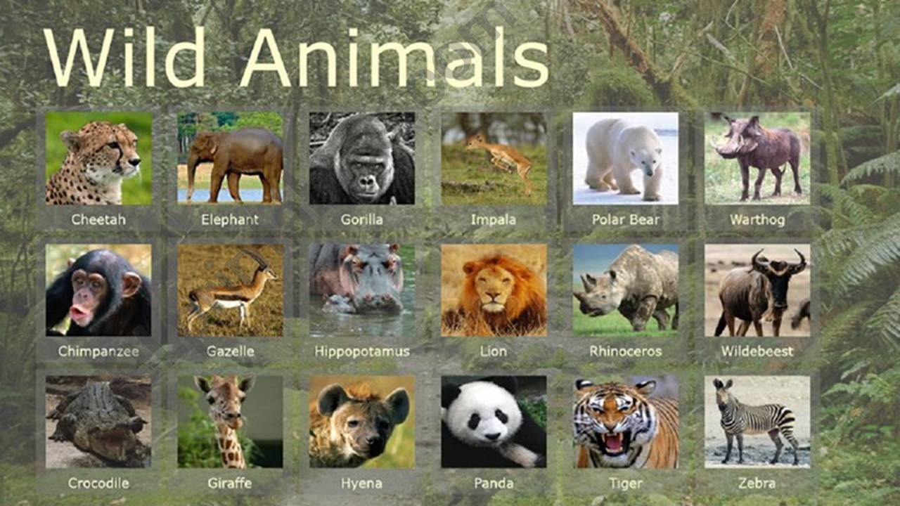 Wild animals тема. Wild animals на английском. Плакат "Дикие животные". Дикие звери на английском. Животные США на английском.