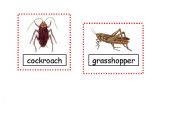 English Worksheet: Creepy Crawlies Flashcard