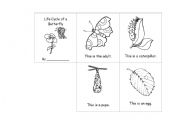 English Worksheet: Life Cycle