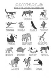 English Worksheet: animals