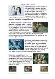 English Worksheet: Animal facts