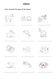 English Worksheet: Colour and write the name of the animals
