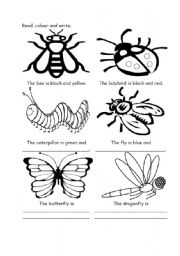 English Worksheet: Color the insects 