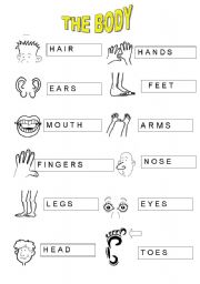 English Worksheet: PARTS OF THE BODY