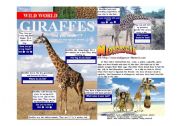 English Worksheet: Wild World - Giraffes