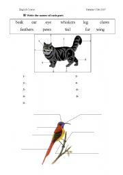 Parts of animals bodies