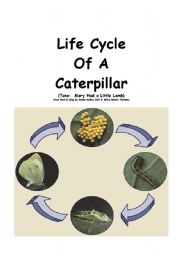 English Worksheet: Life Cycle of a Butterfly