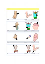 English worksheet: Body 