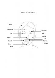 English Worksheet: Part of the face