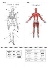 English Worksheet: Parts of the body