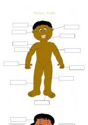 English worksheet: Human Body