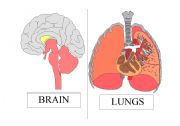 English Worksheet: ANATOMY FLASH CARDS AND PARTS OF THE BODY