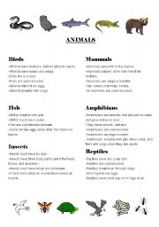 English worksheet: animal