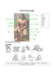 English Worksheet: The human body