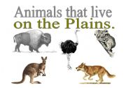 English worksheet: ANIMAL THAT LIVE ON THE PLAINS