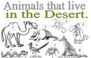 ANIMALS YHAT LIVE IN THE DESERT