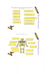 English Worksheet: The skeleton