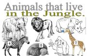 English Worksheet: ANIMALS THAT LICE IN THE JUNGLE