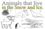 English worksheet: ANIMALS THAT LIVE IN THE SNOW AND ICE