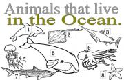 English worksheet: ANIMALS THAT LIVE IN THE OCEAN