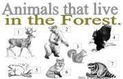 English worksheet: ANIMALS THAT LIVE IN THE FOREST