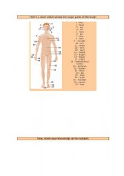 English Worksheet: Body Parts