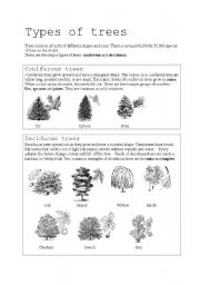 Types of trees