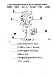 English Worksheet: Plant Cycle