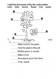 English worksheet: Plant Cycle