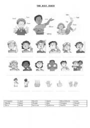 English Worksheet: BODY PARTS